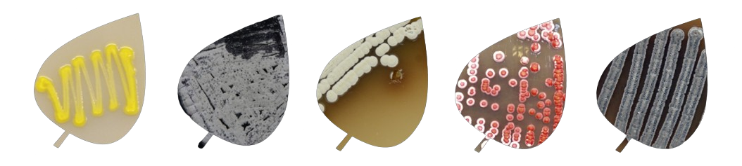 WoldsWithinWorlds-Banner-transparent